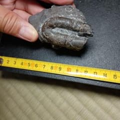三笠産アンモナイト母岩付き 化石 標本 - メルカリ