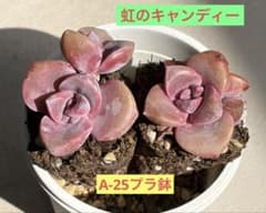 虹のキャンディー 多肉植物 プラグ苗(抜き苗)2苗 ランダム発送 - メルカリ