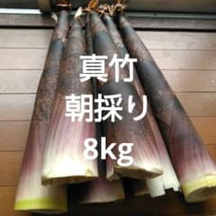 千葉県、無農薬朝採り「真竹」8kのサムネイル