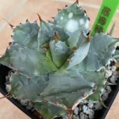 アガベ 値下げ‼️台湾株 超レア 姫蠍蟹 子株 - メルカリ