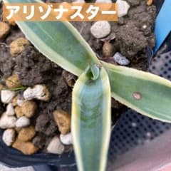 アガベ ウェベリー アリゾナスター 苗7 - メルカリ