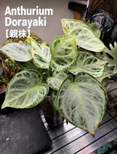 【やまびこ様専用】Anthurium 'Dorayaki' アンスリウム ドラヤのサムネイル