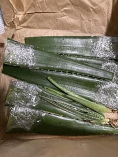 〜14値下げ　食用アロエベラ切葉＆抜き苗セット 無農薬 苗30cn組合せ自由❣️