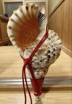 特大肉厚修験道法螺貝46㎝　山伏　ほら貝　ホラガイ 特大肉厚修験道法螺貝46㎝ 山伏 ほら貝 ホラガイ - メルカリ