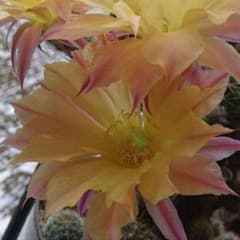 花サボテン 黄色ピンク 抜き苗 根付きのサムネイル