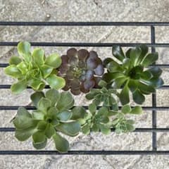 多肉植物 アエオニウム カット苗セット ◎メルカリ便◎ - メルカリ