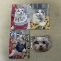 猫カフェmocha イオンモール高崎 猫型缶バッチ にゃんずトレカ シルク