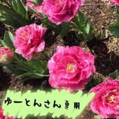 デルバラのサムネイル