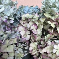 ドライフラワー　✳︎秋色紫陽花✳︎ 岩手県産　70サイズのサムネイル