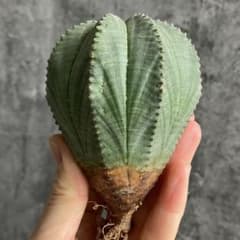 B15427☆オークション☆ 超巨大8cm株！ユーフォルビア オベサ - メルカリ