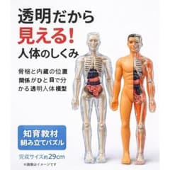 人体模型 透明人体模型 人体パズル 解剖模型 骨格模型 内臓模型 理科