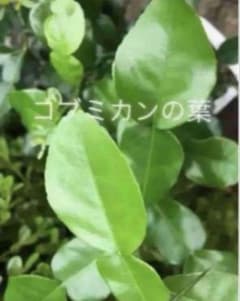 コブミカンの葉【無農薬 】30枚 ＊送料無料 25-30g以上のサムネイル