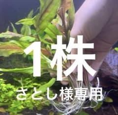 クリプトコリネウェンティグリーン　1株のサムネイル