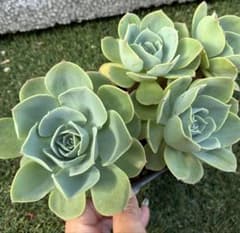 多肉植物大きめ七福神4苗セット抜き苗 - メルカリ