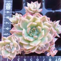 韓国苗 多肉植物 エケベリア マーガレット錦【MN2】 - メルカリ