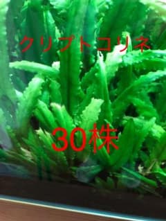 クリプトコリネ 30株のサムネイル