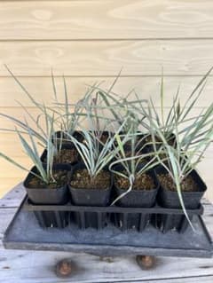 専用出品　耐寒性ユッカ　ロストラータ40株鉢植え発送 耐寒性ユッカ ロストラータ12株鉢植え発送 - メルカリ