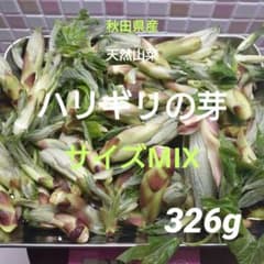 秋田県産 天然山菜 ハリギリの芽 レア山菜 326g 採れたて - メルカリ