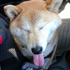 ゆったんさん専用のサムネイル