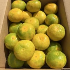 紀州みかん(極早生マルチ)5kgのサムネイル
