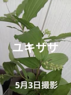ユキザサ 山野草 5本 - メルカリ