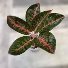 か*こ様 aglaonema spp. adelia アグラオネマ　アデリアのサムネイル