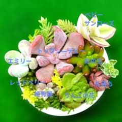 多肉植物カット小苗寄せ植えセット （6㌢鉢使用）のサムネイル