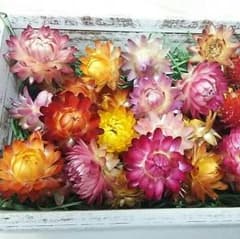 まっちゃん様専用☆ドライフラワー花材 貝細工40個のサムネイル