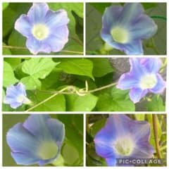 朝顔 種 30粒 10月採種 アサガオ あさがお ブルー系 花のサムネイル