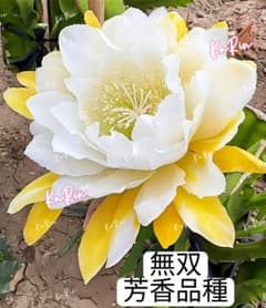 50-無双 芳香品種 カット苗1枚 孔雀サボテン 複色大輪咲 花25cm+