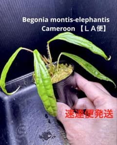 特価❣️希少！Begonia montis-elephantis ベゴニア 原種 - メルカリ