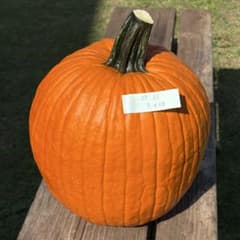 【ももがり様専用】ハロウィンかぼちゃ　本物　直径27cmのサムネイル