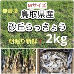 鳥取県産 砂丘らっきょう 2kg Mサイズ❗️ - メルカリ