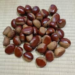 笠間の普通の栗　訳あり品　1.2kgのサムネイル