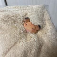おがくずに埋もれて眠るハムスターのハンカチのサムネイル