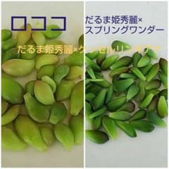 多肉植物 ロココ  だるま姫秀麗×スプリングワンダーのサムネイル
