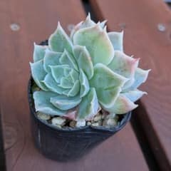 アルション⑥　優木園　多肉植物のサムネイル