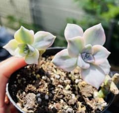 SAlE！多肉植物 パープルディライト錦 1株 両頭 抜き苗 - メルカリ