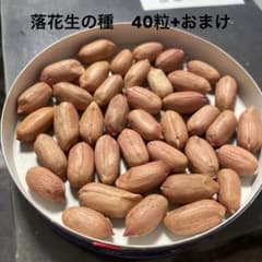 落花生種のサムネイル