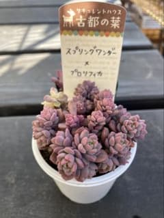 古都の葉　スプリングワンダー×プロリフィカのサムネイル