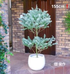 パールアカシア 苗 整った樹形 155cm 9号鉢 大型❗綺麗なシルバーグリーン パールアカシア 苗 整った樹形 155cm 9号鉢 大型❗綺麗な