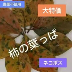 柿の葉っぱ　あく抜き済みのサムネイル