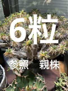 ユーフォルビア・ギラウミニアナ 種子 5個 - メルカリ