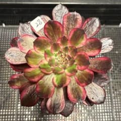 57#多肉植物❤️アエオニウム錦❤️朱雀錦❤️1大頭19小頭28cm拔き苗 28#多肉植物アエオニウム錦❤️銅花順錦❤️1大頭3-4子芽15cm拔き苗