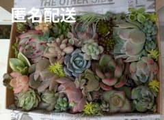 花心様 リクエスト 2点 まとめ商品のサムネイル