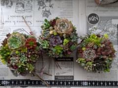 多肉植物 そのまま飾れる寄せ植え 小さめ3点セット cute♡ブリキ缶