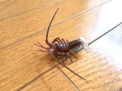 伊勢海老　フィギュア　体長約8cmのサムネイル
