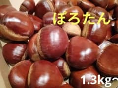生栗　ポロタン　1.3kg〜　サイズ中粒程度のサムネイル