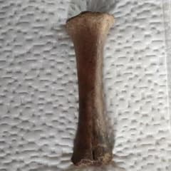 牛の掌骨の化石のサムネイル