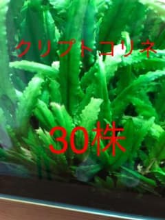 クリプトコリネ 30株のサムネイル